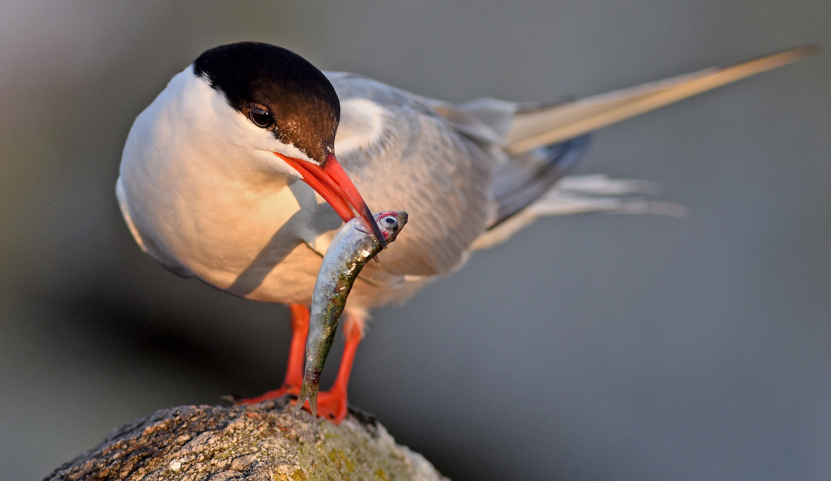 Common Tern with a fish 